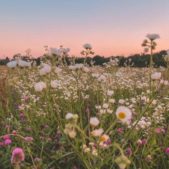 5 Easy Ways to Celebrate the Summer Solstice