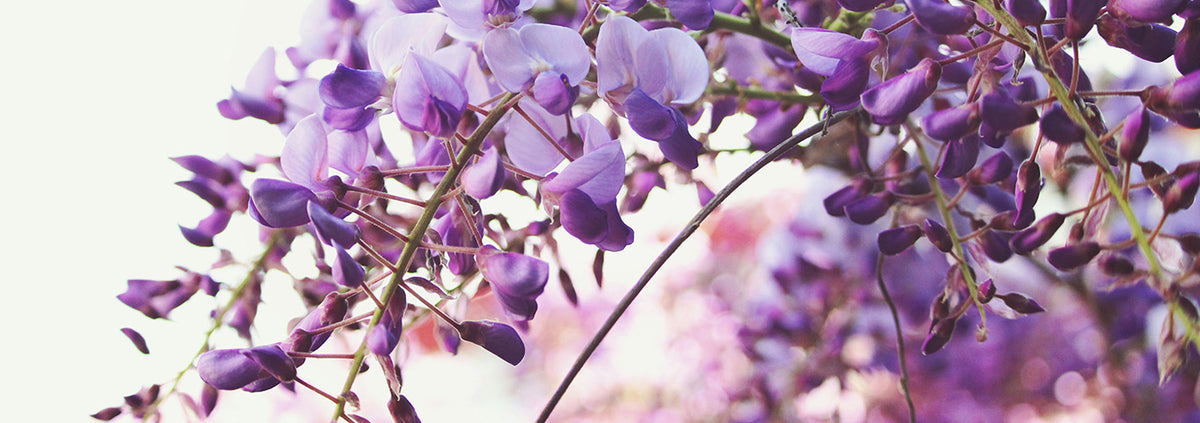 Blossoming Within: Yoga & Meditation Practices for Spring Equinox