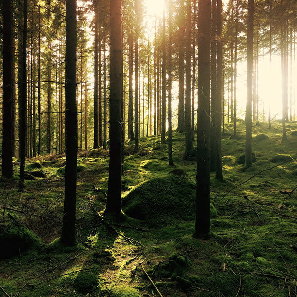 The Meditative Practice of Forest Bathing